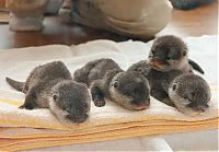 TopRq.com search results: baby otters