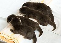 TopRq.com search results: baby otters