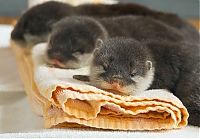Fauna & Flora: baby otters
