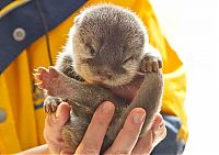 baby otters