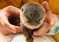 Fauna & Flora: baby otters