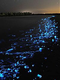 Fauna & Flora: glowing jellyfish