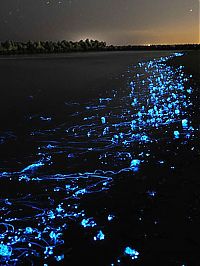 glowing jellyfish