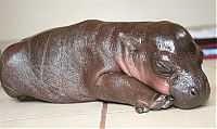 Fauna & Flora: 6-day-old baby hippopotamus calf