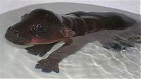 Fauna & Flora: 6-day-old baby hippopotamus calf