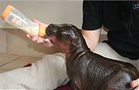 Fauna & Flora: 6-day-old baby hippopotamus calf