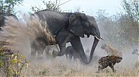 Fauna & Flora: elephant saves her baby against hyenas