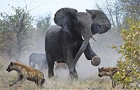 TopRq.com search results: elephant saves her baby against hyenas