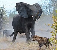 TopRq.com search results: elephant saves her baby against hyenas