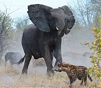 Fauna & Flora: elephant saves her baby against hyenas