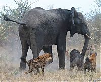 TopRq.com search results: elephant saves her baby against hyenas