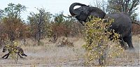 Fauna & Flora: elephant saves her baby against hyenas