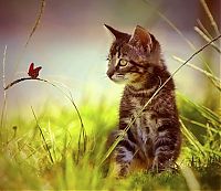 Fauna & Flora: kitten