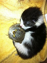 Fauna & Flora: kitten