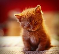 Fauna & Flora: kitten