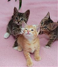 Fauna & Flora: kitten