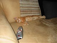 Fauna & Flora: kitten
