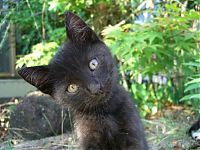 Fauna & Flora: kitten