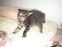 Fauna & Flora: kitten