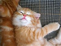 Fauna & Flora: kitten
