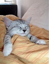 Fauna & Flora: kitten