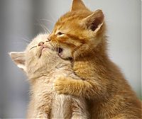 Fauna & Flora: kitten
