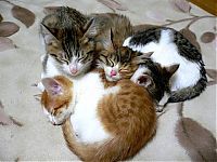 Fauna & Flora: kitten