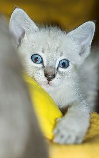 Fauna & Flora: kitten