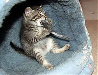 Fauna & Flora: kitten