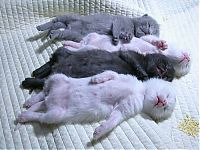 Fauna & Flora: kitten