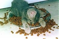 Fauna & Flora: kitten