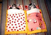 Fauna & Flora: kitten