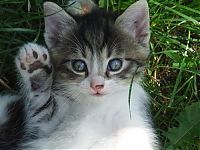 Fauna & Flora: kitten