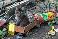 Fauna & Flora: kitten