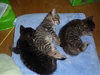 Fauna & Flora: kitten