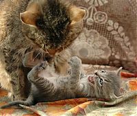 Fauna & Flora: kitten