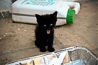 Fauna & Flora: kitten