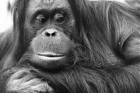 Fauna & Flora: black and white animal photography