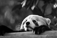 Fauna & Flora: black and white animal photography