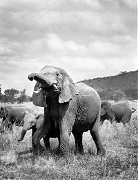 Fauna & Flora: black and white animal photography
