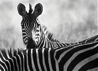 Fauna & Flora: black and white animal photography