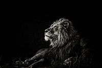 Fauna & Flora: black and white animal photography