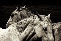 Fauna & Flora: black and white animal photography