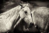 Fauna & Flora: black and white animal photography