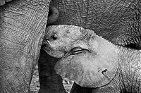Fauna & Flora: black and white animal photography