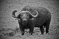 Fauna & Flora: black and white animal photography