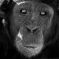Fauna & Flora: black and white animal photography