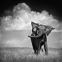 TopRq.com search results: black and white animal photography