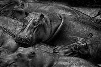 Fauna & Flora: black and white animal photography