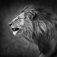 Fauna & Flora: black and white animal photography